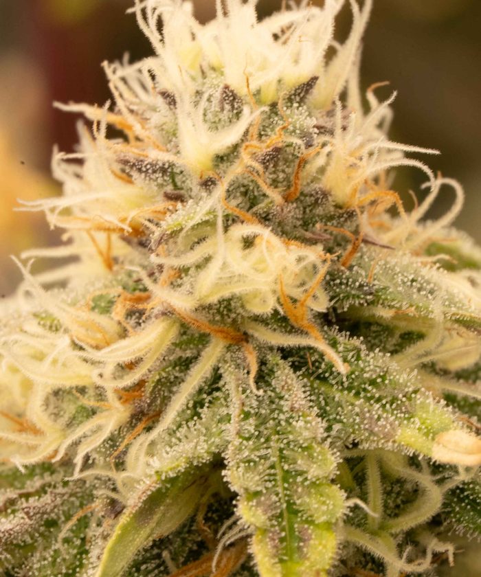 Northern Light Купить