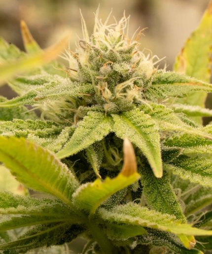 Auto Kerosene Krash от Dutch Passion