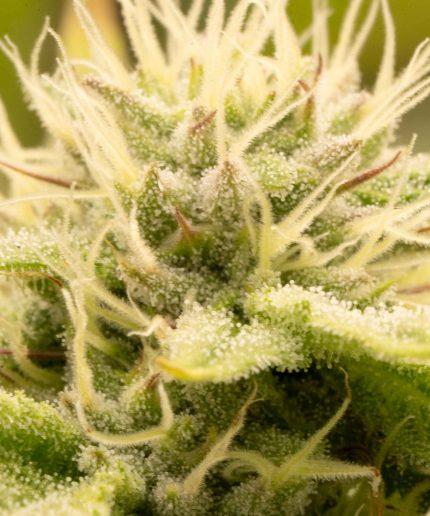 Orion F1 Купить