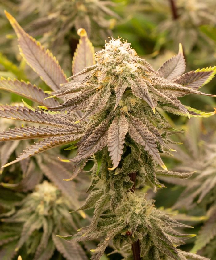 Pink Runtz Auto