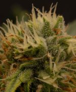 Purple Punch Auto Купить