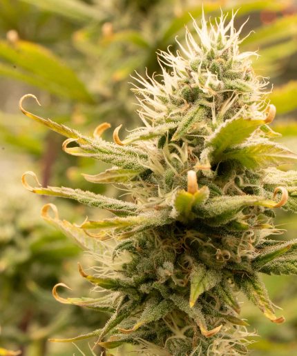 Quick One Купить