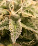 Grizzly LSD Auto Купить