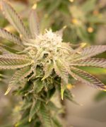 Blackberry Milk Shake Auto Купить