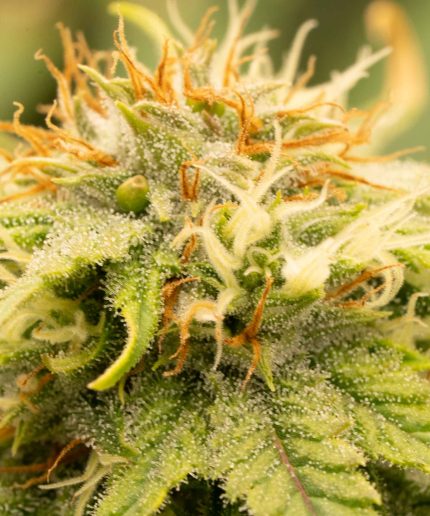 Royal Cheese Auto Купить