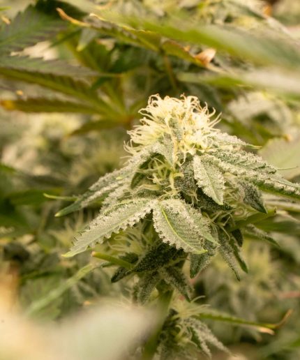 Sunkist Lemon Juice Auto от Caligen