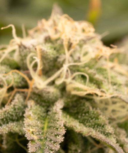 Royal Creamatic Купить