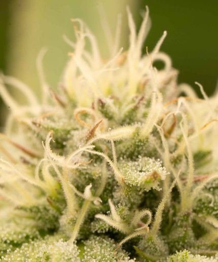 Bubblegum Auto от California