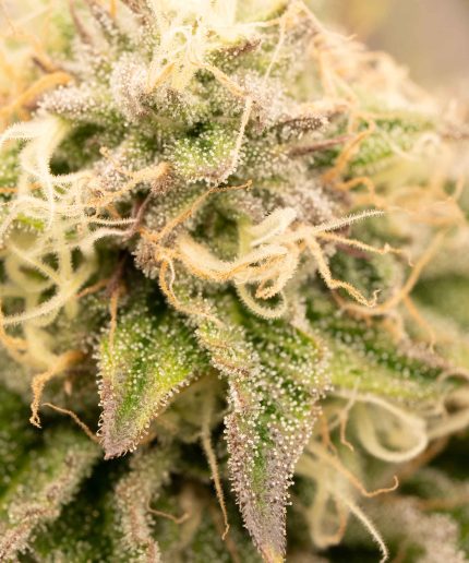 Scarlett's Fever от California