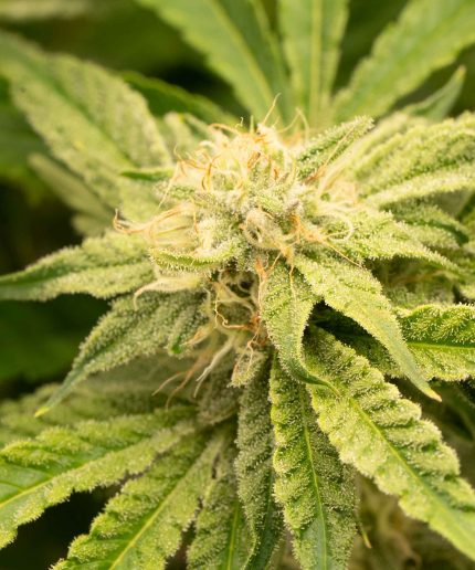 Sweet Cheese Auto от California