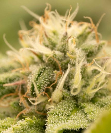 Royal Haze Auto Купить