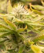 White Rhino Auto от California
