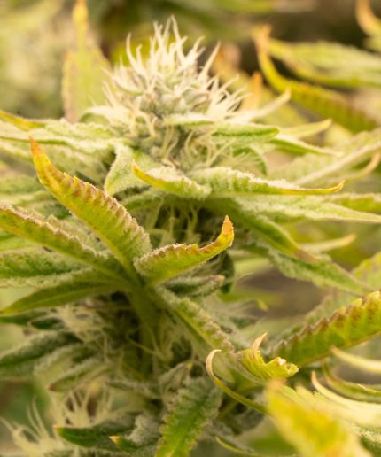White Rhino Auto от California