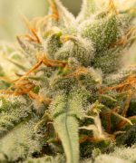 OMG Kush Auto от Cali Gen