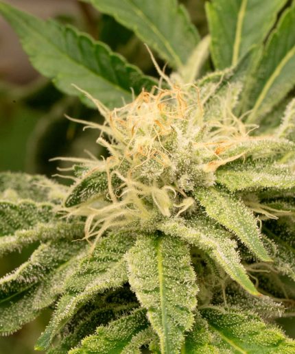 Royal Kush Auto Купить