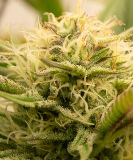Auto Cinderella Jack от Dutch Passion