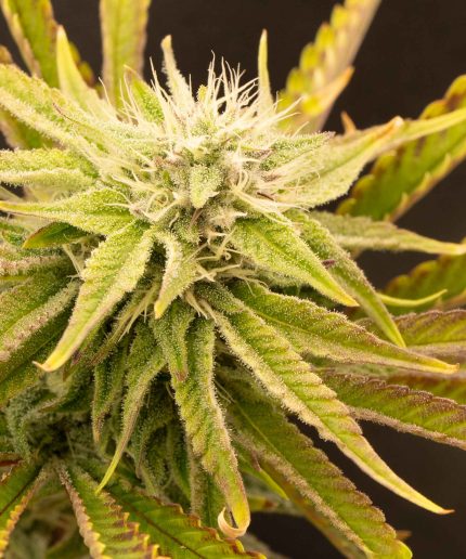 Sugar Daddy XL Auto от California