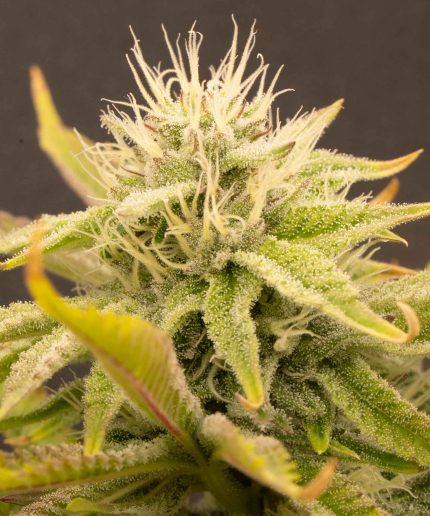 Shining Silver Haze Купить