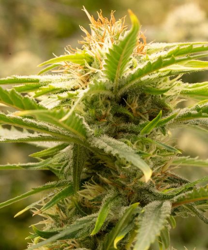 Snoop Doggy Style Auto от Cali Gen