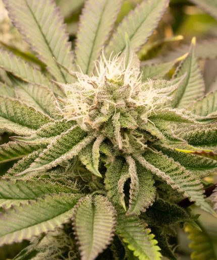 Bruce Banner Auto от California