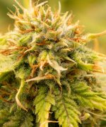 Auto Blueberry от Dutch Passion
