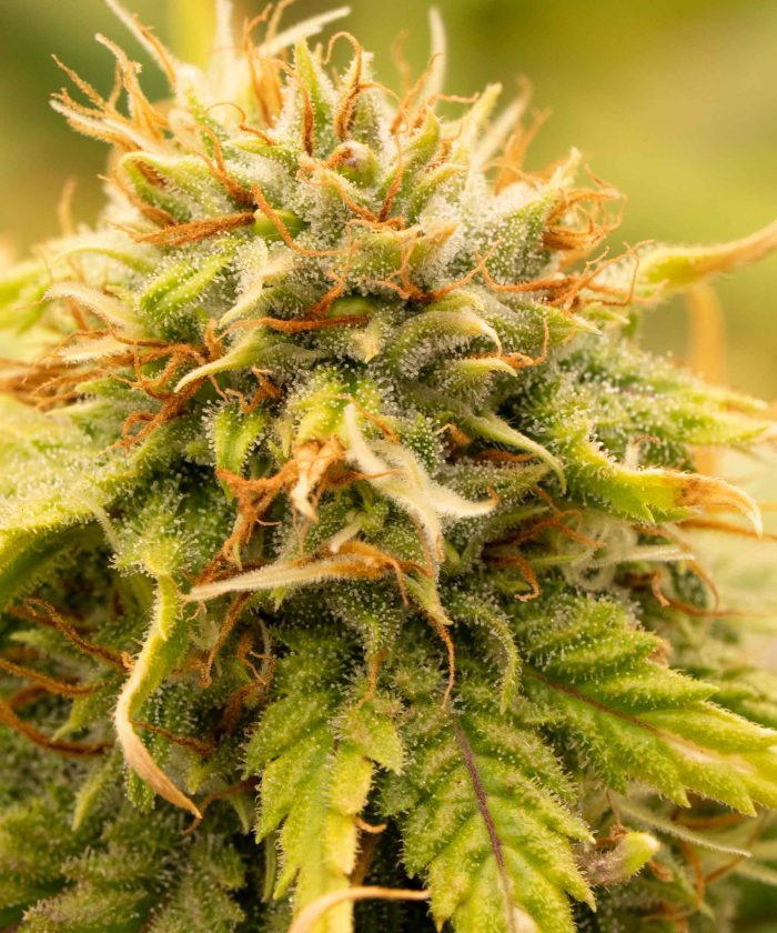 Auto Blueberry от Dutch Passion