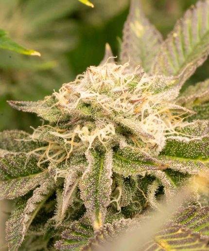 Hollywood Stardawg Auto сидбанка Cali Gen