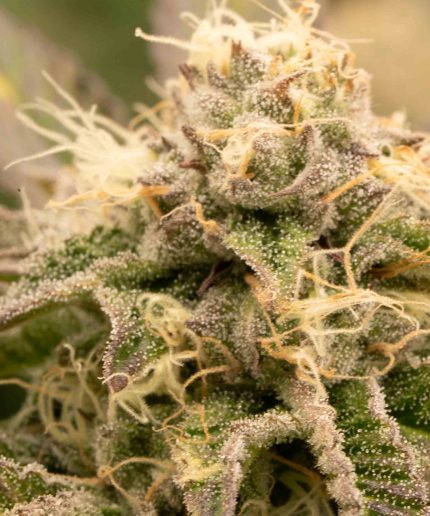 Sticky Queen Auto Купить