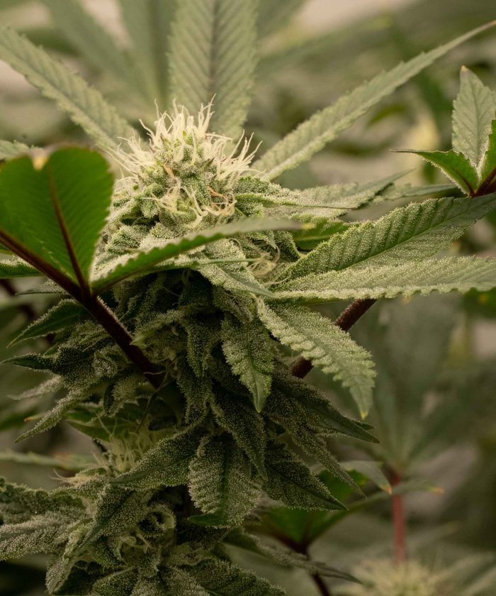 Strawberry Cough