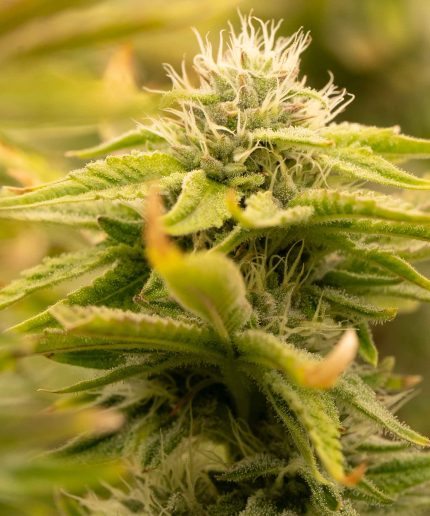 Chemdawg Auto от California