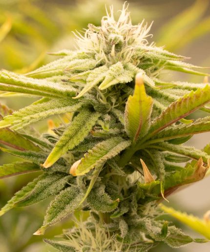 Auto Bruce Lemon DIesel от Dutch Passion