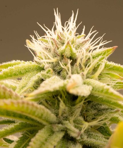 Cream Caramel Auto от California