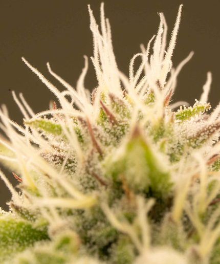 Sweet ZZ Auto Купить