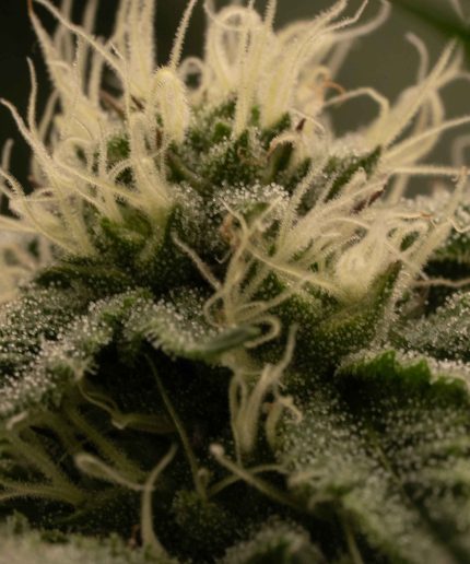 Tangie