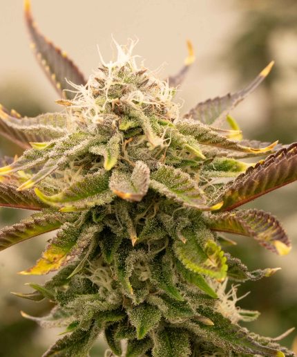 Trainwreck Auto
