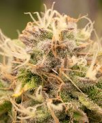 Trainwreck Auto Купить