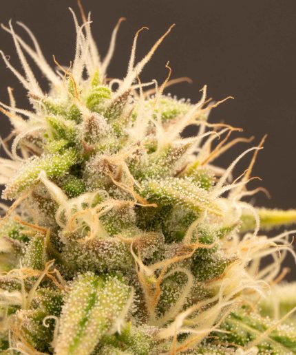 White Widow XXL Auto от Barney's Farm