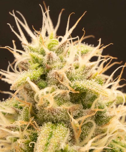 Triple G Auto Купить