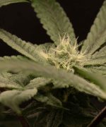 Auto Zkittlez OG от Barney's Farm