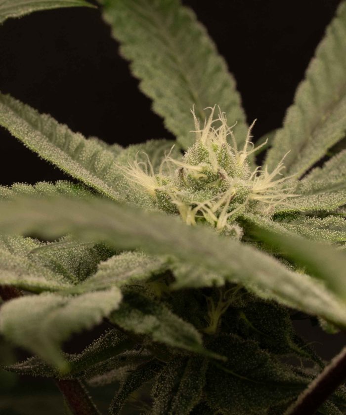 Auto Zkittlez OG от Barney's Farm