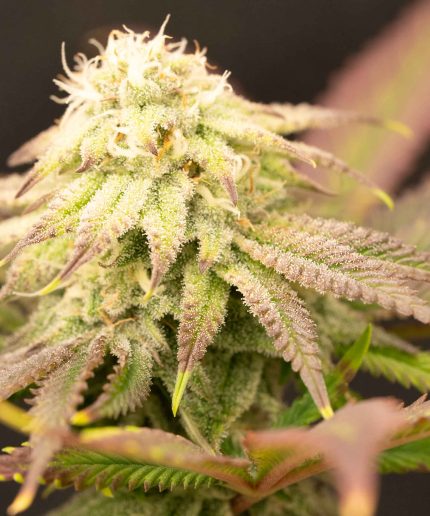 Watermelon Z Auto от Barney's Farm