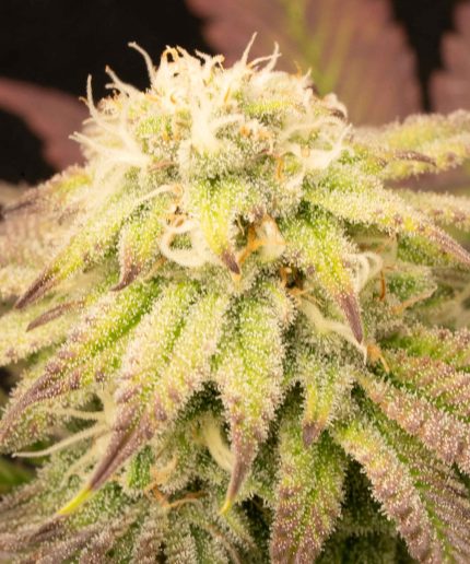 Tropicana Cookies Purple Auto Купить