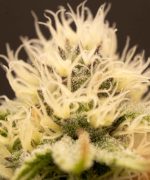 Wedding Cake Купить