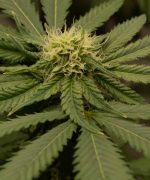 Girl Scout Cookies