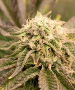 White Widow Auto Купить