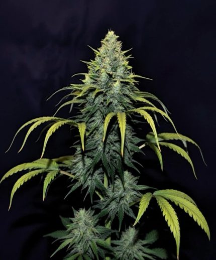 Bruce Banner фотофем