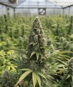 G13 Haze от California