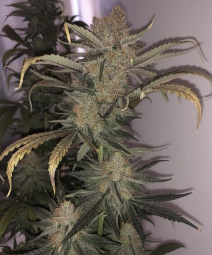 Golosa от California