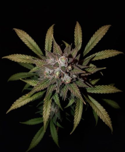 Каннабис Ice Cream сидбанка California