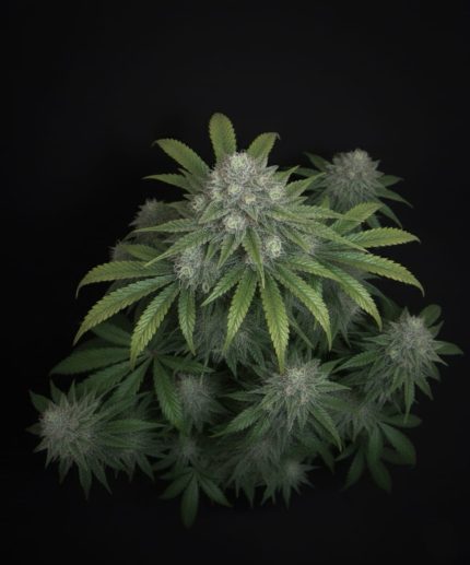 Peppermint Succade Fast